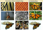 Monarch Butterfly WIngs