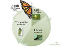 Monarch Butterfly Life Cycle