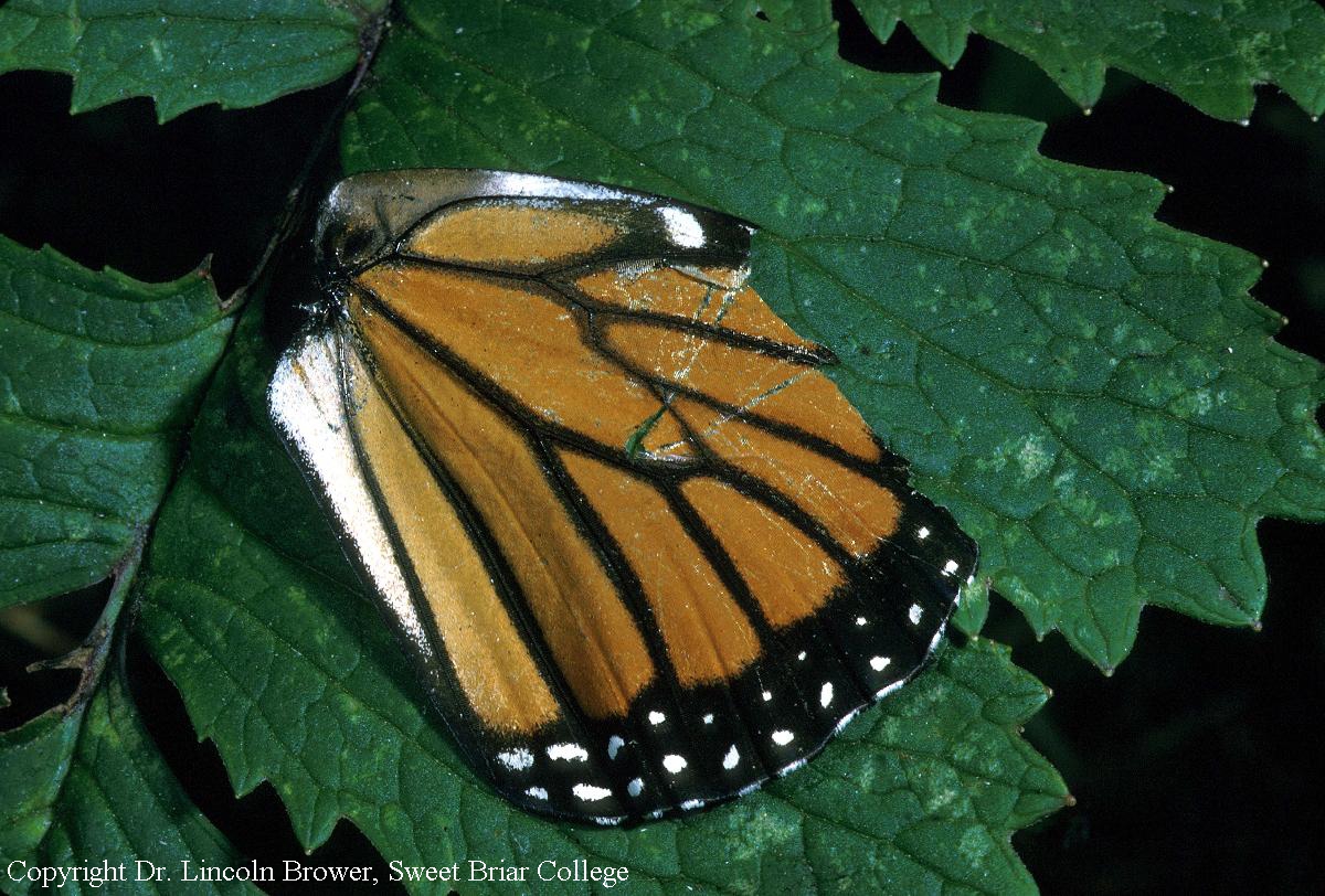 Monarch Butterfly Wings