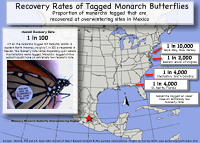 Monarch Butterfly Tag Found