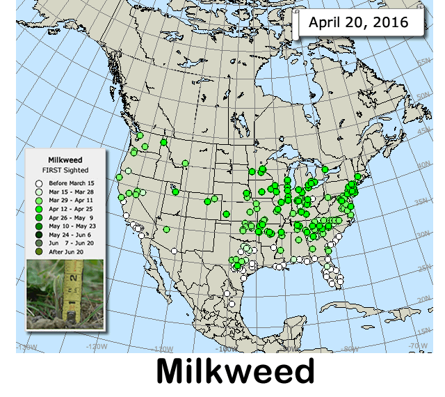 Milkweed and Migration Map