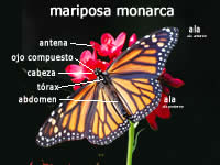 Mariposa Monarca