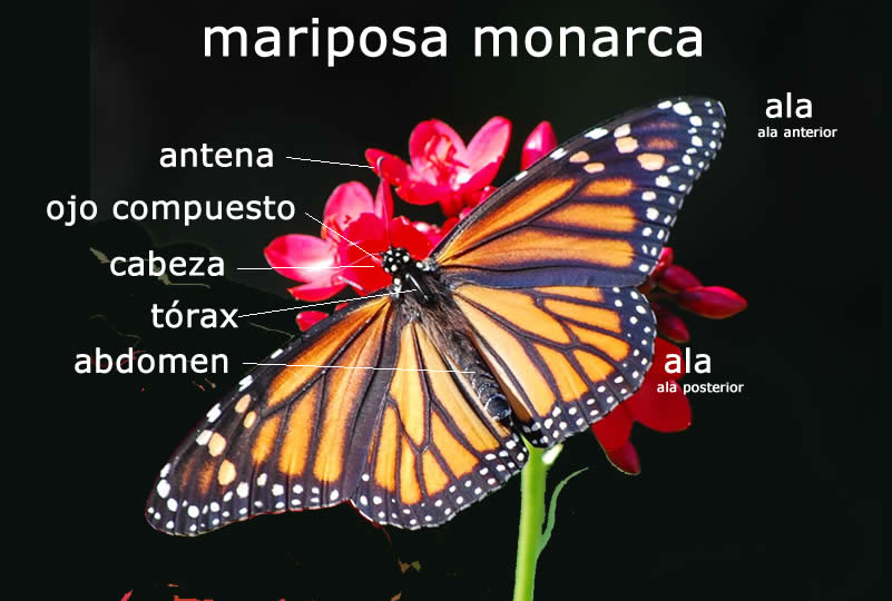 Mariposa Monarca