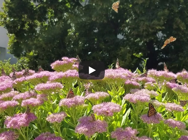 Monarch Butterfly with Painted Ladies