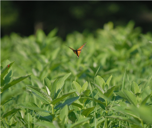 Monarch Butterfly Finding Milkweed