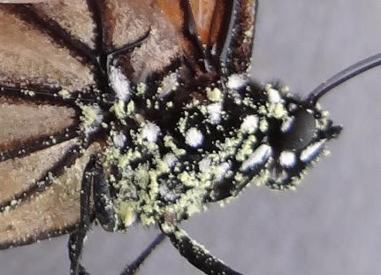 Monarch butterfly covered with pollen by Harlen Aschen.