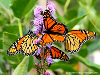 Monarch Butterfly Fall Migration Roost
