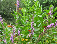 Monarch Butterfly Nectaring on Liatris