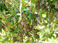 Monarch butterflies feeding in pecan trees in Texas