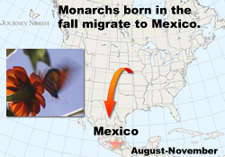 Monarchs born in the fall migrate to Mexico
