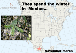 Monarchs born in the fall migrate to Mexico