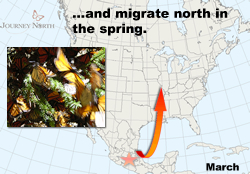 Monarchs born in the fall migrate to Mexico