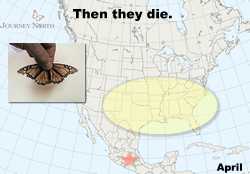 Monarchs born in the fall migrate to Mexico