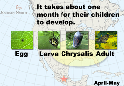 Monarchs born in the fall migrate to Mexico