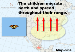 Monarchs born in the fall migrate to Mexico