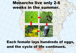 Monarchs born in the fall migrate to Mexico