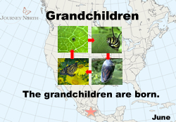 Monarchs born in the fall migrate to Mexico