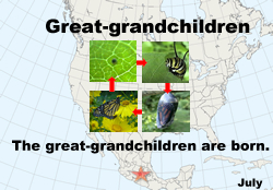 Monarchs born in the fall migrate to Mexico