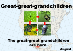 Monarchs born in the fall migrate to Mexico
