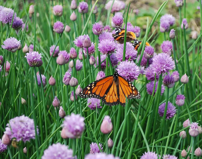 Monarch Butterfly laying egg on milkweed