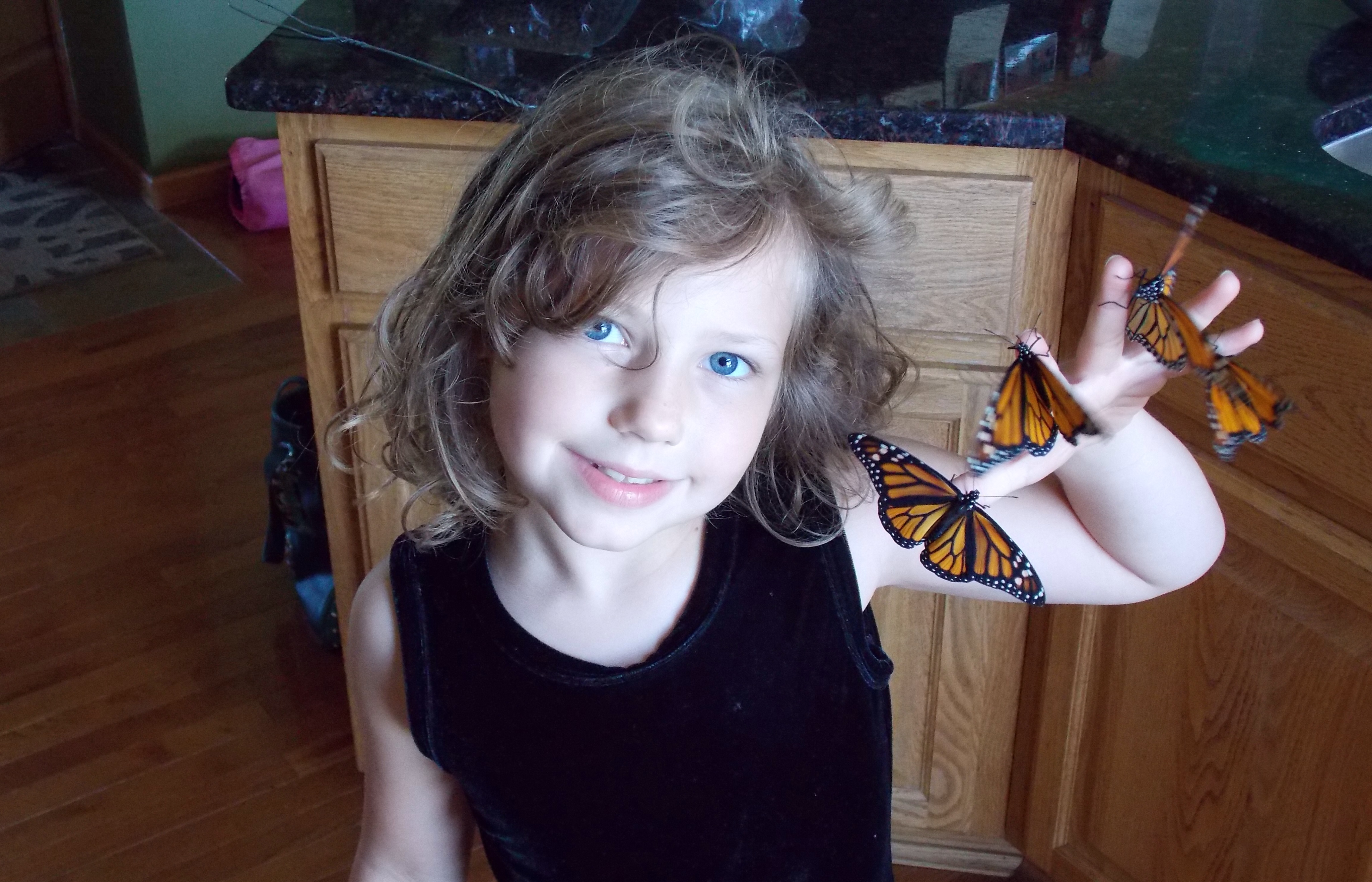 Monarch Butterflies