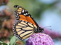 Monarch Butterfly Blown to England