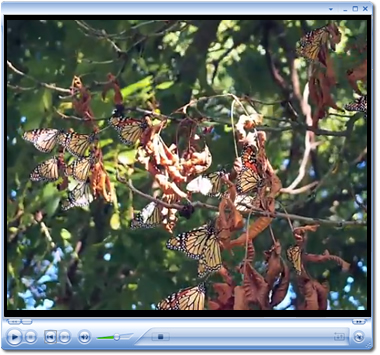 Roost video