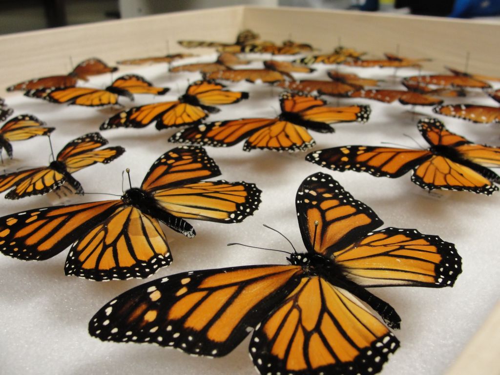 Monarch Butterfly Wings and Migration