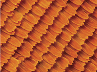 Monarch Butterfly WIngs