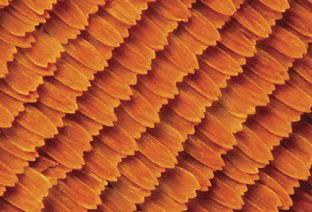 Magnified Monarch Butterfly Wings