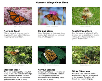 Monarch Butterfly Wings Over Time: Image Gallery