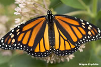Monarch Butterfly Food