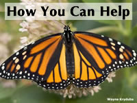 How you can help monarch butterflies