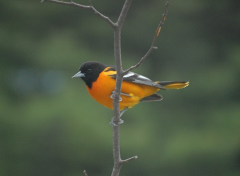 Baltimore Oriole