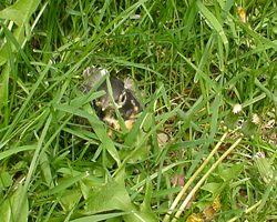Baby robin hiding in the grass