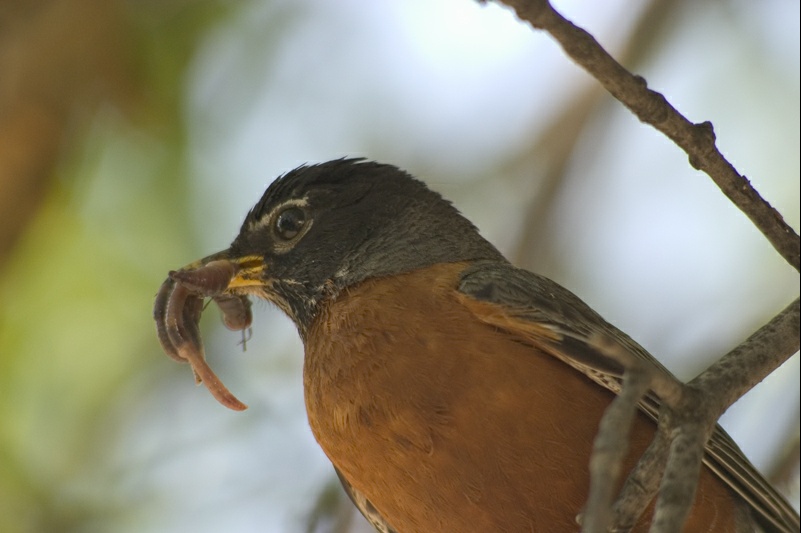 Baby Robins in the Nest
