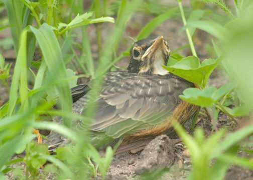 Baby robin