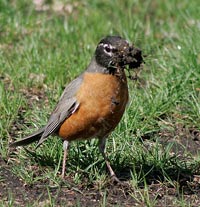 Robin