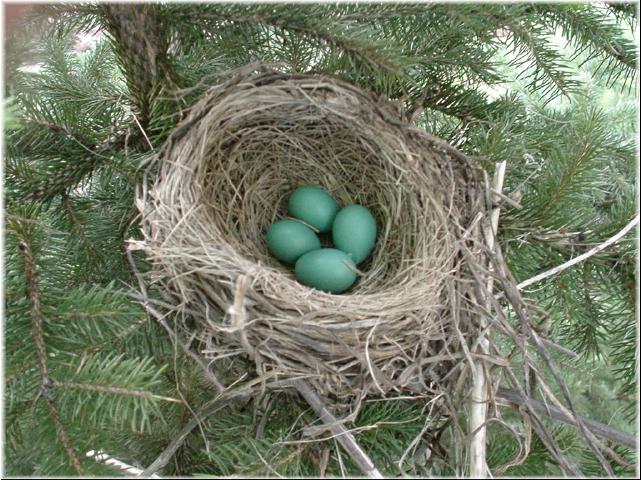 Robin nest with egg