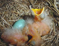 Egg and baby robin in nest