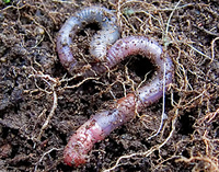 Earthworm