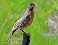 Robin