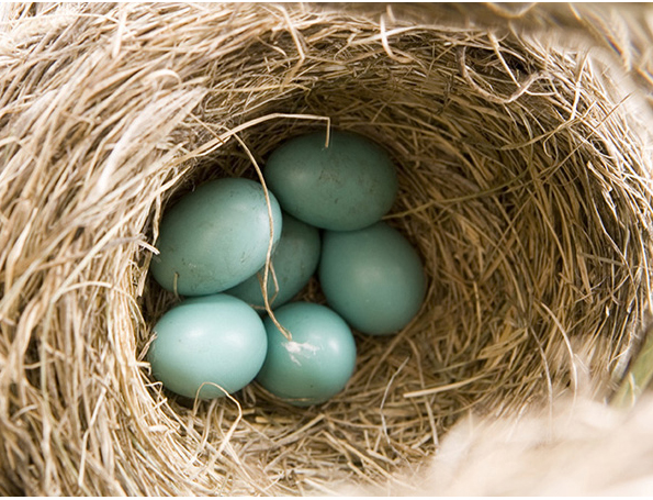 Robins normally lay four eggs, and this nest has SIX! 