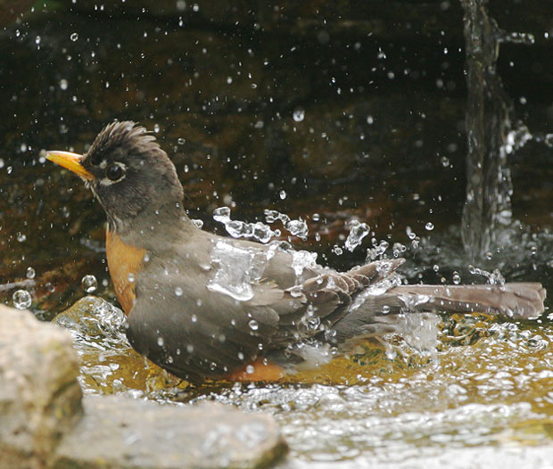 Robin: Taking a Bath