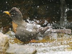American Robin Resources