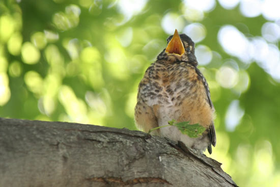 Robin