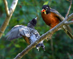 Dad feeds juvenile robin