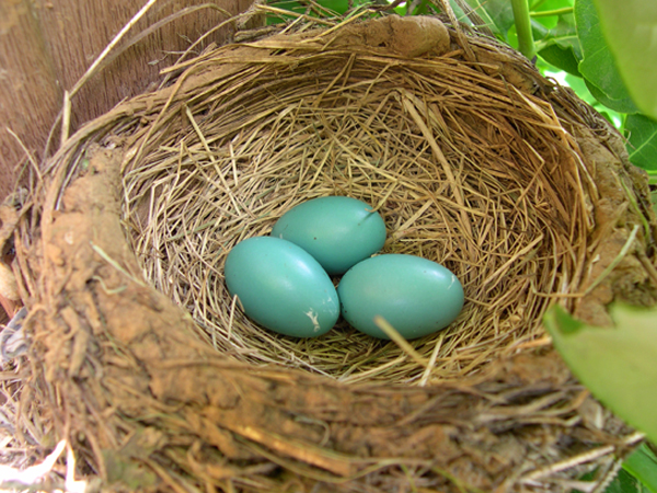 Six Eggs in Nest