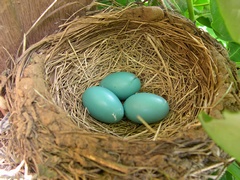 Robin nest with eggs