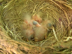 Photo of baby robins in nest on Day 2